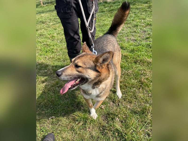 Rüde Loki, 3 Beine und ein großes Herz