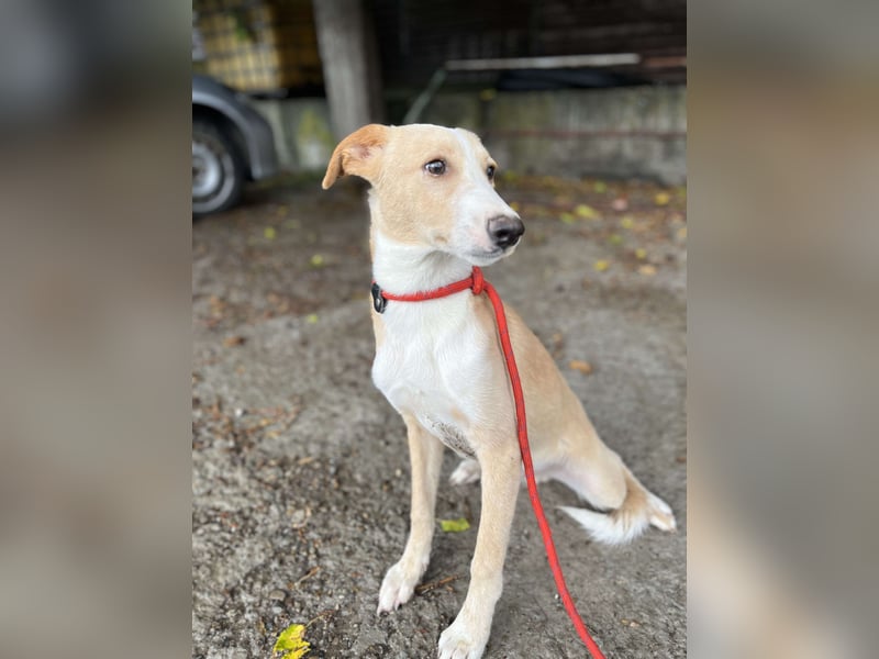 Balou, lieb und verspielt