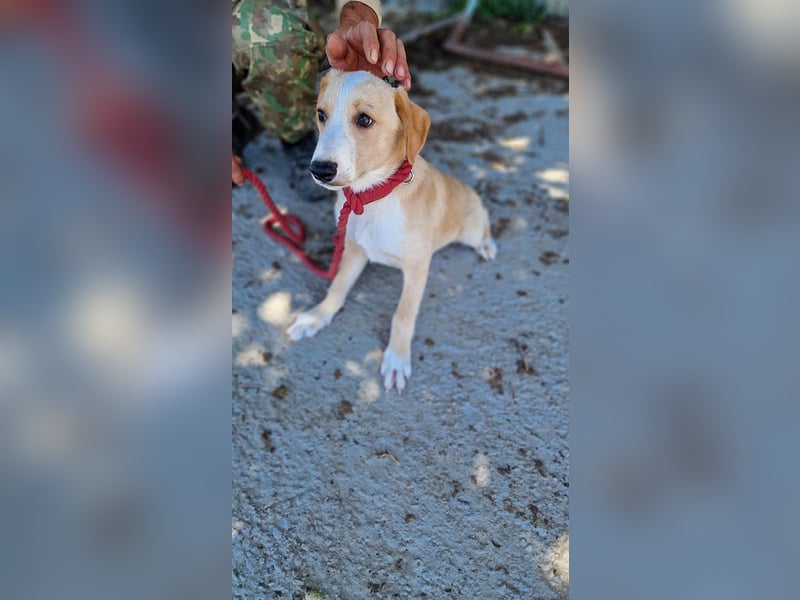 Balou, lieb und verspielt