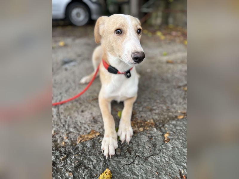 Balou, lieb und verspielt