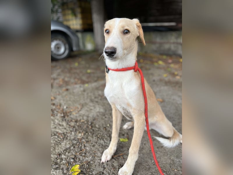 Balou, lieb und verspielt