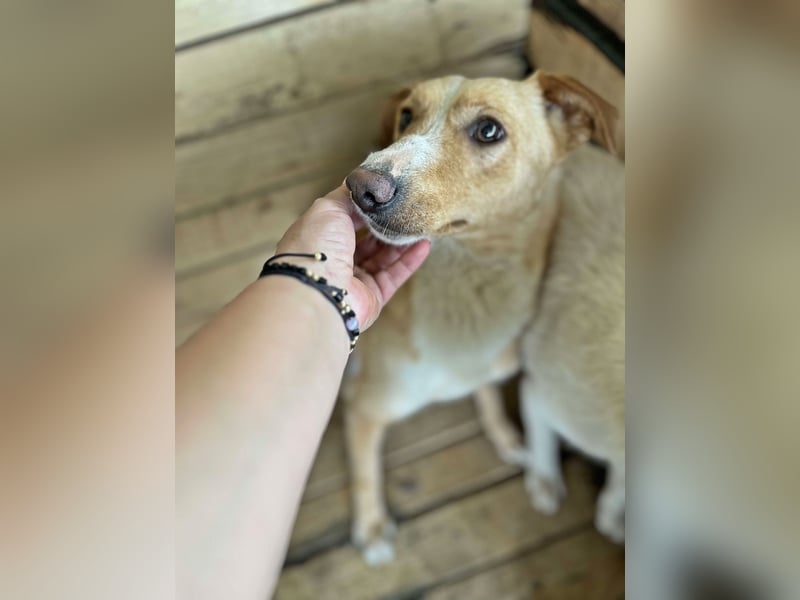 Balou, lieb und verspielt