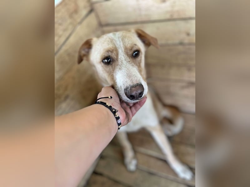 Balou, lieb und verspielt