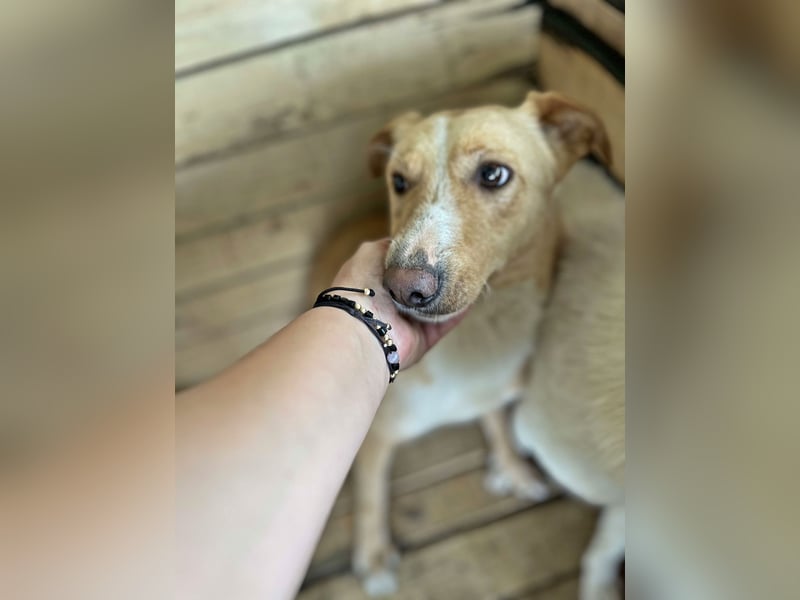 Balou, lieb und verspielt