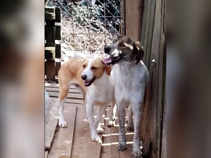 Lieber junger Tobi sucht sein Zuhause!