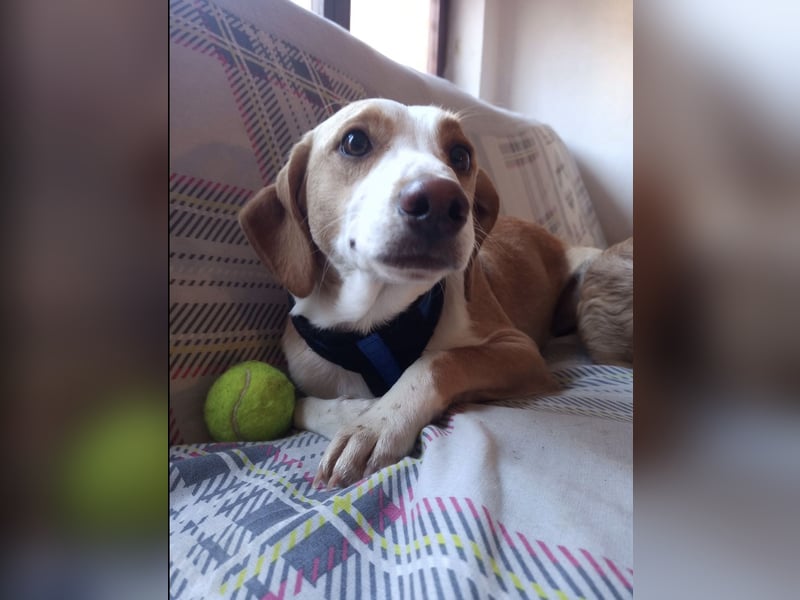 Lieber junger Tobi sucht sein Zuhause!