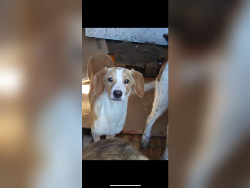 Lieber junger Tobi sucht sein Zuhause!