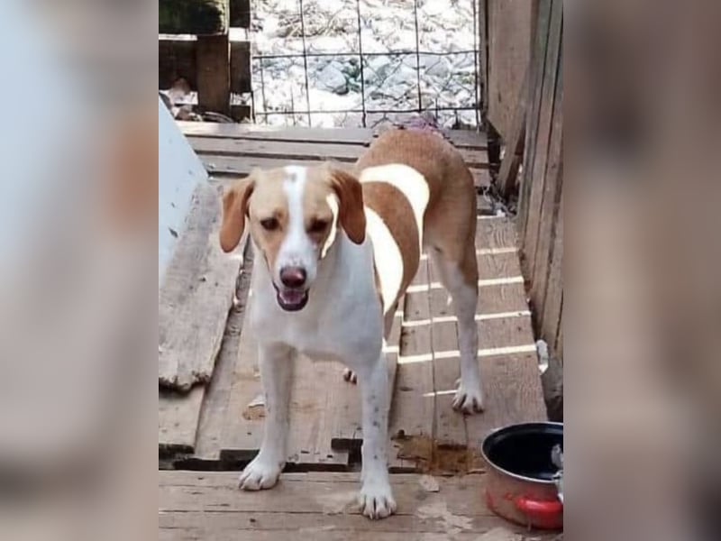 Lieber junger Tobi sucht sein Zuhause!