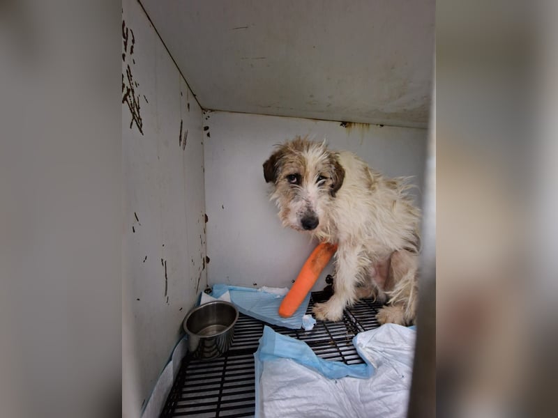Kämpferherz Fluffy hat eine Chance so sehr verdient