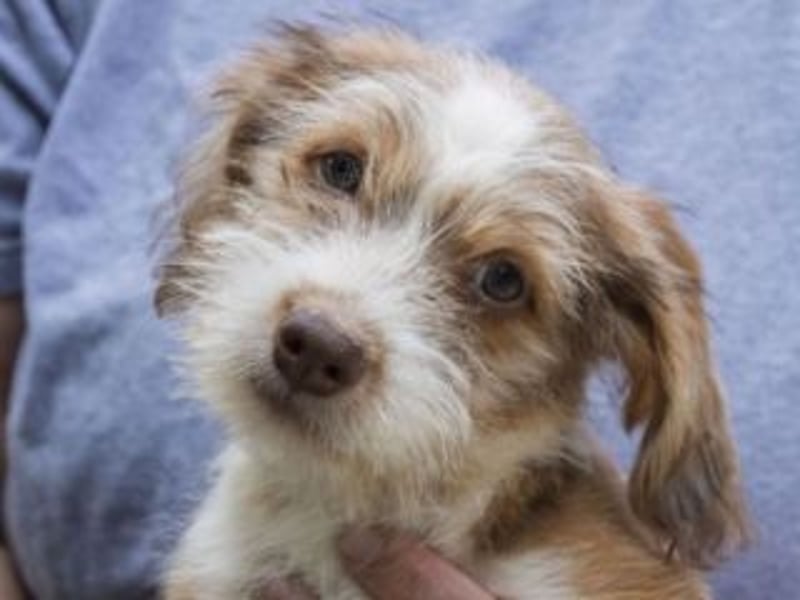 LOLO-wünscht sich viele Kuschelstunden, Streicheleinheiten und ganz viel Liebe