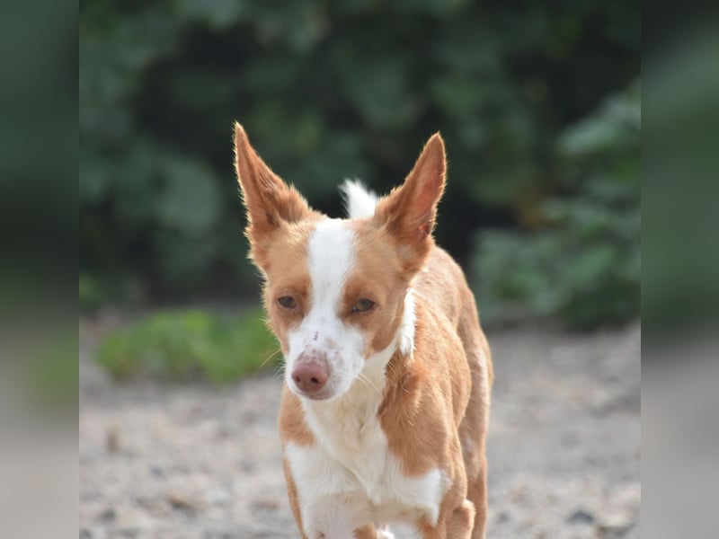 GIUSEPPE-sucht Menschen mit Geduld und Hundeerfahrung
