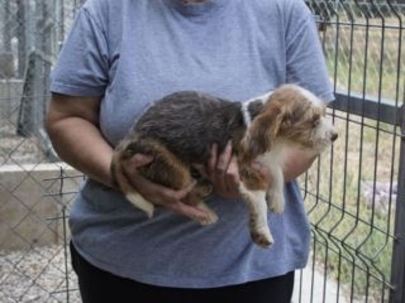 LOLO-wünscht sich viele Kuschelstunden, Streicheleinheiten und ganz viel Liebe