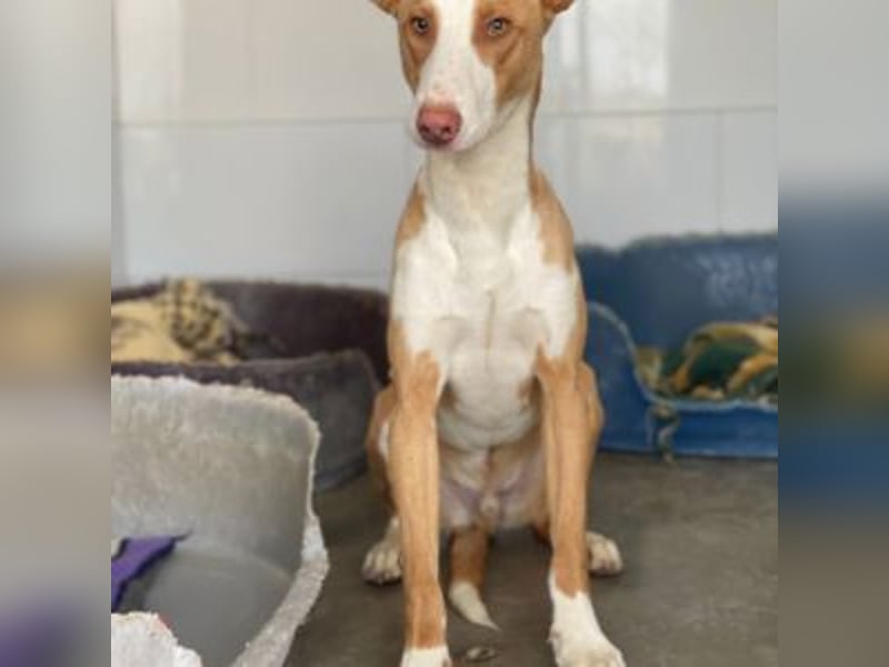 SOCKS-anmutiger, freundlicher und sehr hübscher Podenco