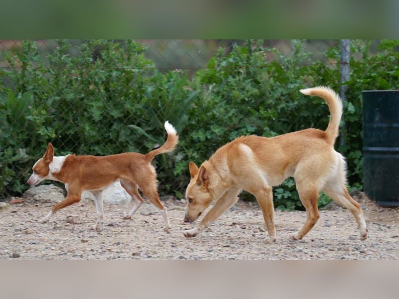GIUSEPPE-sucht Menschen mit Geduld und Hundeerfahrung