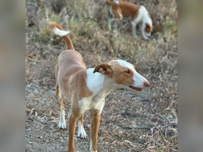 SOCKS-anmutiger, freundlicher und sehr hübscher Podenco
