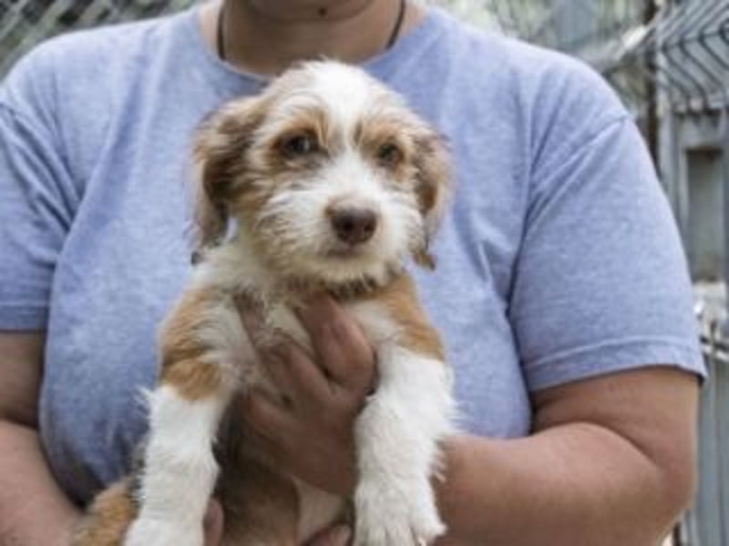 LOLO-wünscht sich viele Kuschelstunden, Streicheleinheiten und ganz viel Liebe