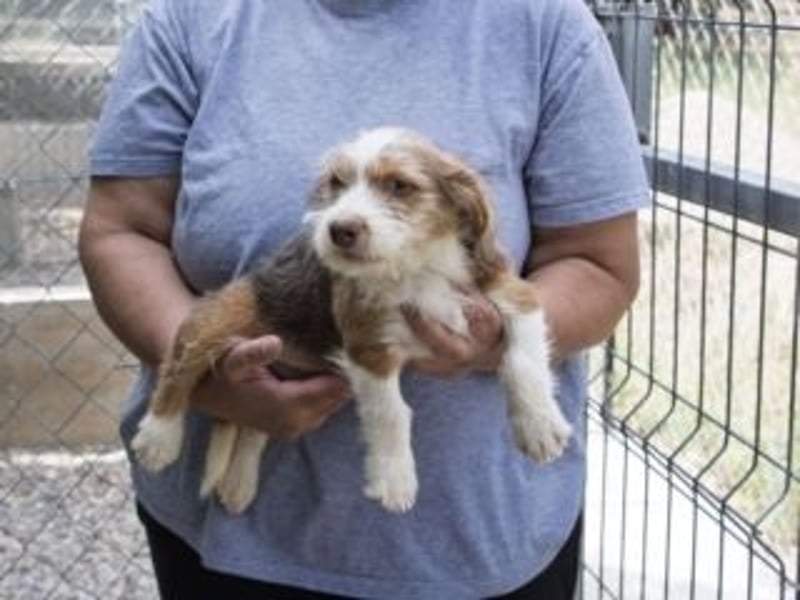 LOLO-wünscht sich viele Kuschelstunden, Streicheleinheiten und ganz viel Liebe