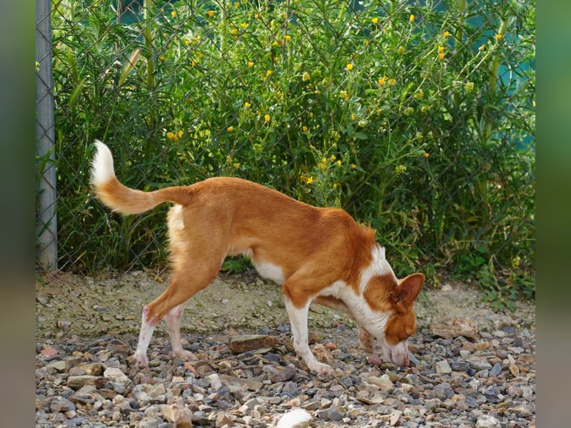 GIUSEPPE-sucht Menschen mit Geduld und Hundeerfahrung
