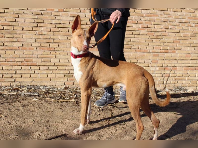 SIMON-sanfter Podenco mit dem perfekten Wesen