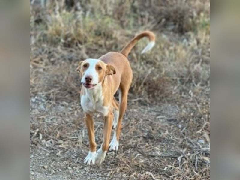 SOCKS-anmutiger, freundlicher und sehr hübscher Podenco