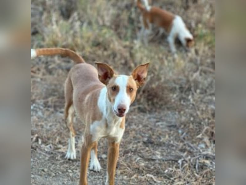 SOCKS-anmutiger, freundlicher und sehr hübscher Podenco