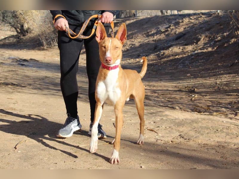 SIMON-sanfter Podenco mit dem perfekten Wesen