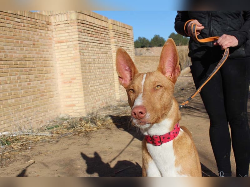 SIMON-sanfter Podenco mit dem perfekten Wesen