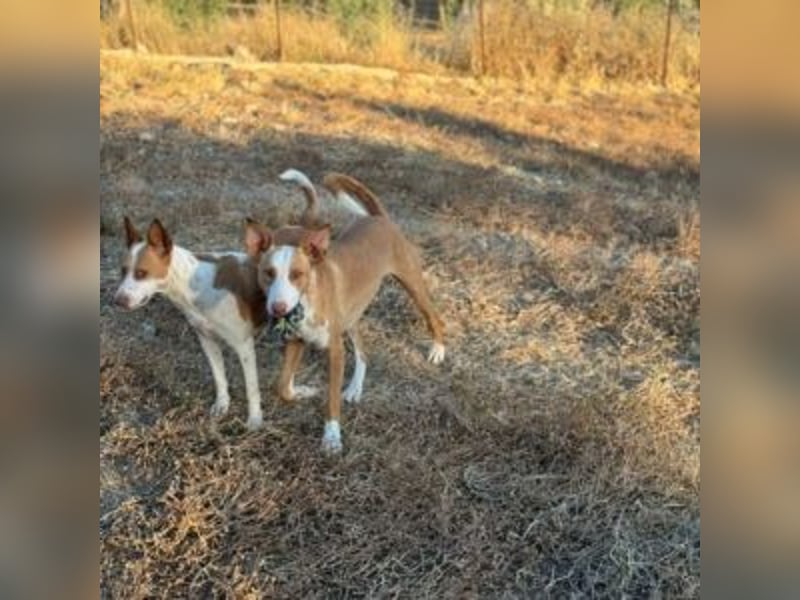 SOCKS-anmutiger, freundlicher und sehr hübscher Podenco