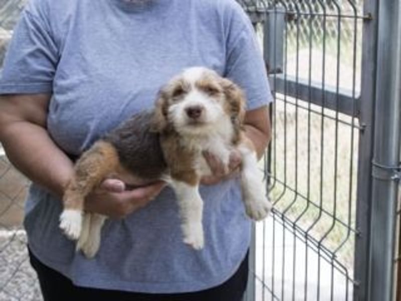LOLO-wünscht sich viele Kuschelstunden, Streicheleinheiten und ganz viel Liebe