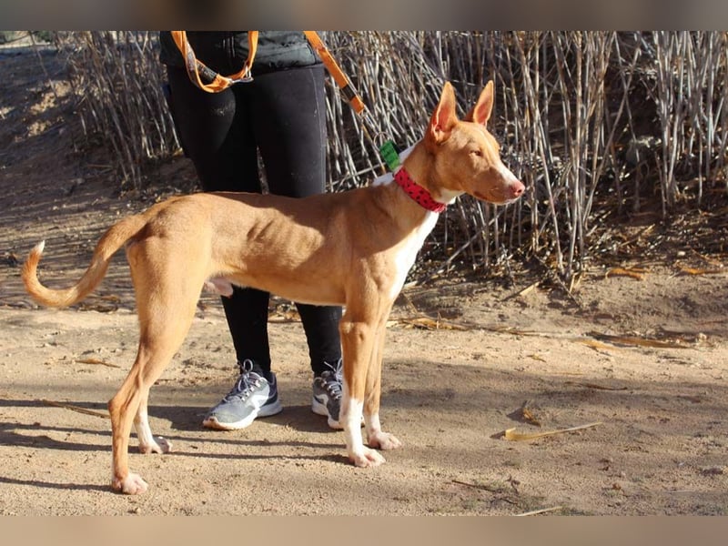 SIMON-sanfter Podenco mit dem perfekten Wesen