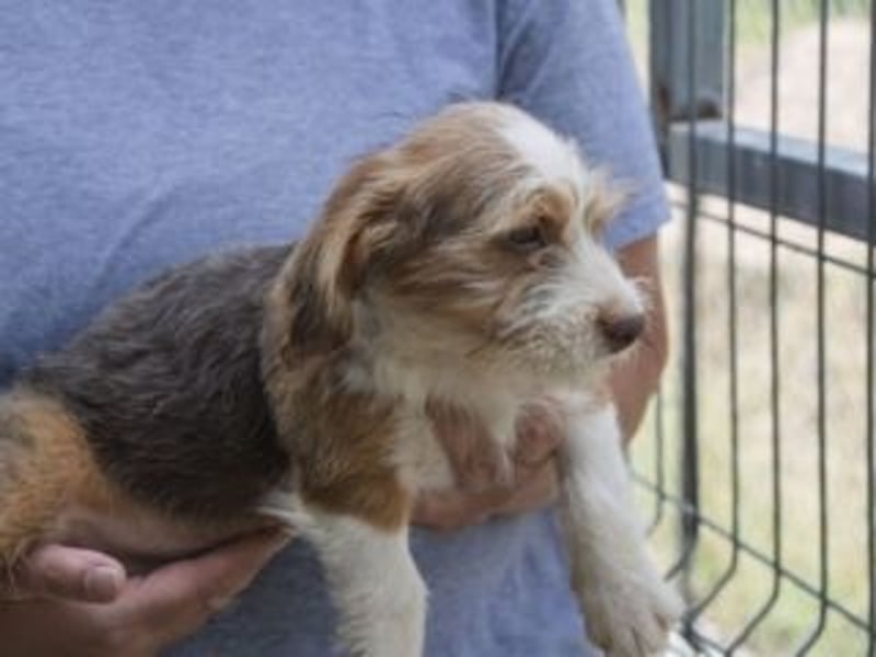 LOLO-wünscht sich viele Kuschelstunden, Streicheleinheiten und ganz viel Liebe