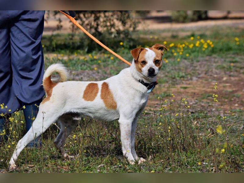 BERNI - der Allrounder