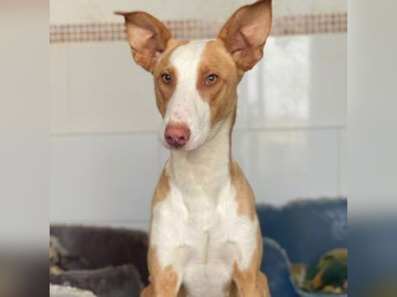 SOCKS-anmutiger, freundlicher und sehr hübscher Podenco