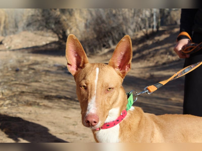 SIMON-sanfter Podenco mit dem perfekten Wesen
