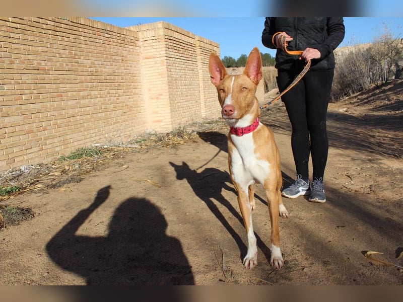 SIMON-sanfter Podenco mit dem perfekten Wesen