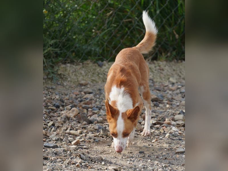 GIUSEPPE-sucht Menschen mit Geduld und Hundeerfahrung
