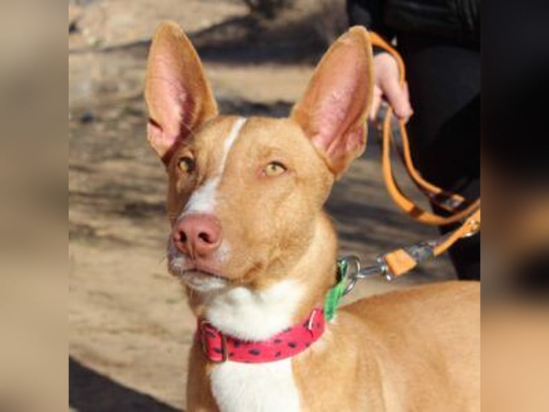 SIMON-sanfter Podenco mit dem perfekten Wesen