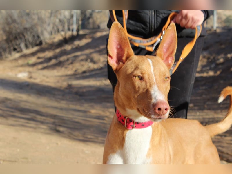 SIMON-sanfter Podenco mit dem perfekten Wesen