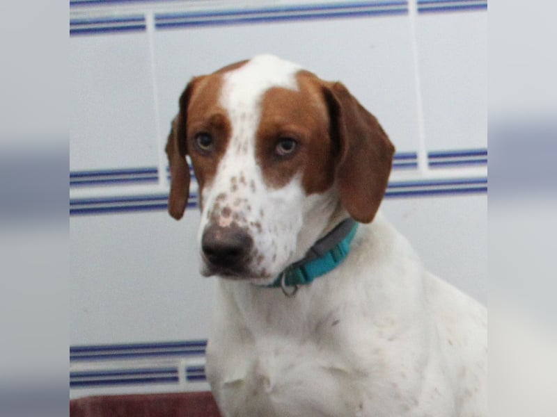 PANCHO-mit dem sanften Blick,zurückhaltend,freundlich,ruhig, ausgeglichen sucht seine liebe Famillie