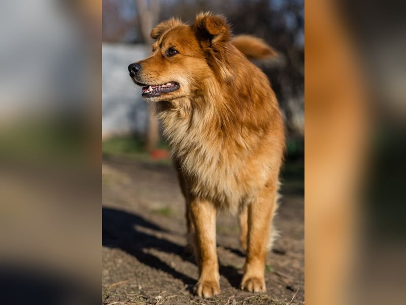 MR. FOX-glücklicherweise von Kette gerissen, auf der Suche nach seiner "Für-immer-Familie"
