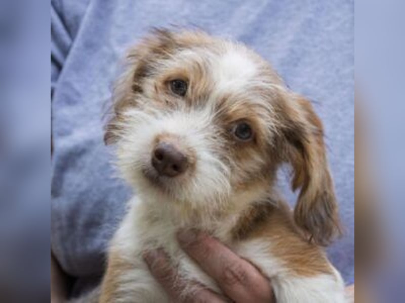 LOLO-wünscht sich viele Kuschelstunden, Streicheleinheiten und ganz viel Liebe