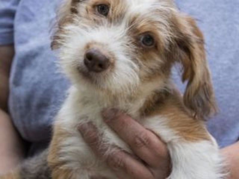 LOLO-wünscht sich viele Kuschelstunden, Streicheleinheiten und ganz viel Liebe
