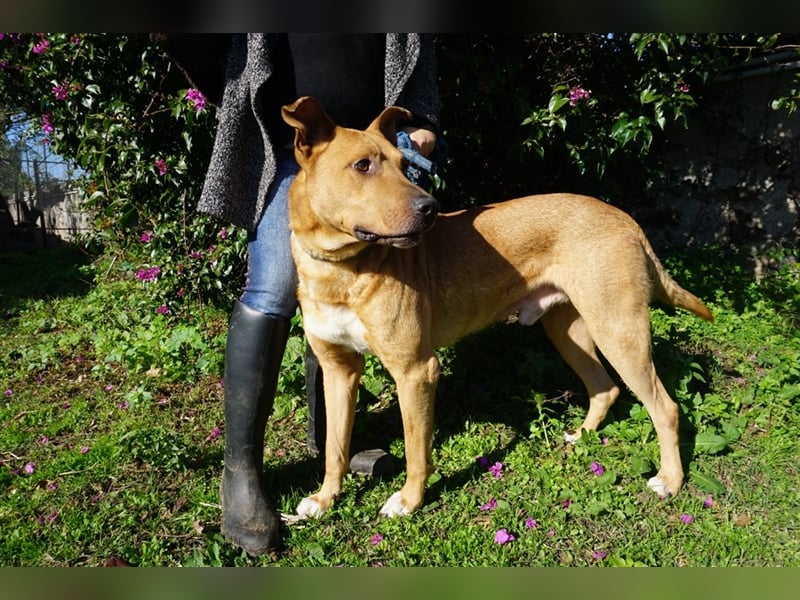 Jangolino sucht ein neues Zuhause