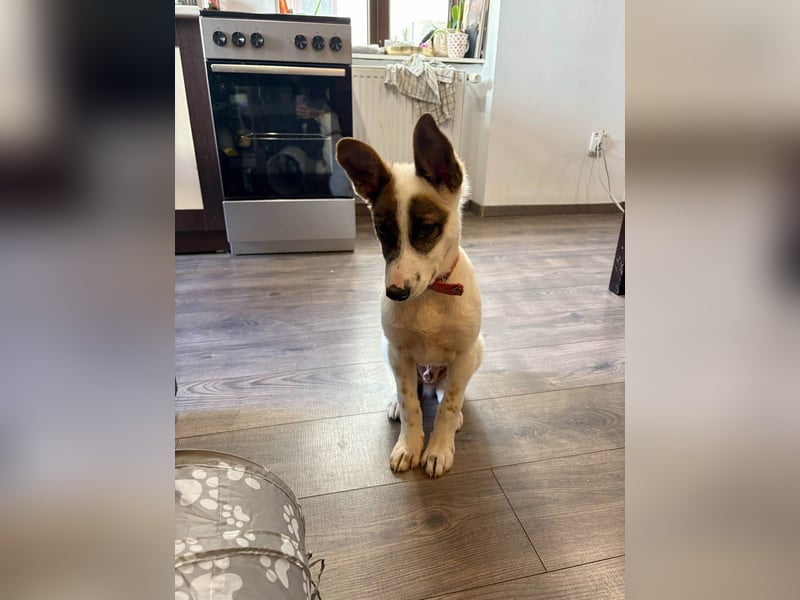 Süßer Leo sucht sein Zuhause