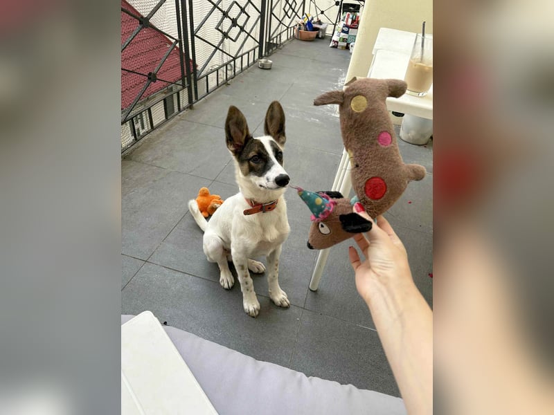 Süßer Leo sucht sein Zuhause