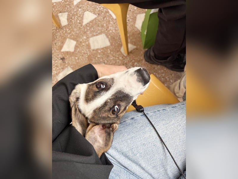 Süßer Leo sucht sein Zuhause