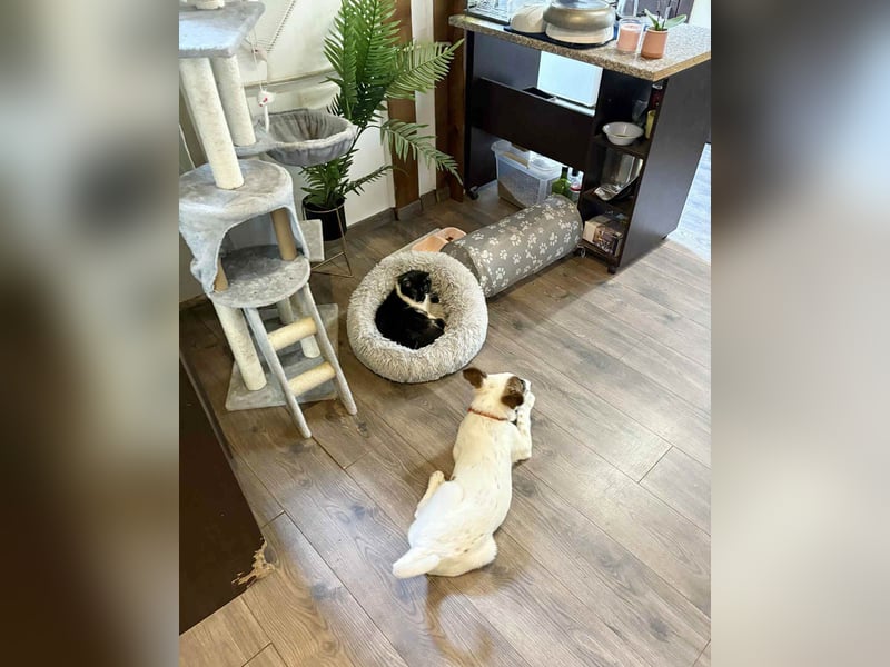 Süßer Leo sucht sein Zuhause