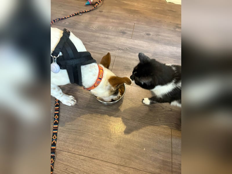 Süßer Leo sucht sein Zuhause