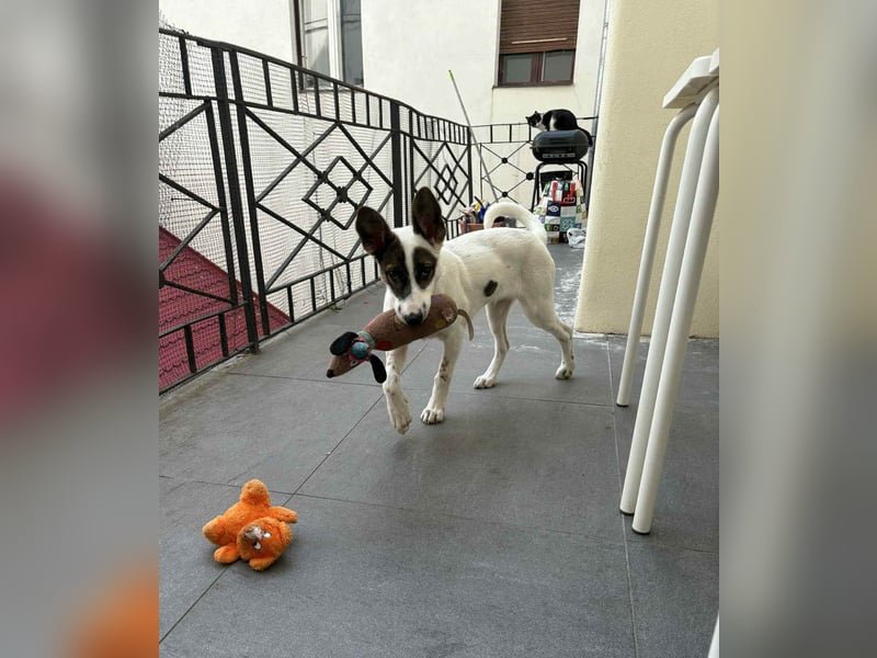 Süßer Leo sucht sein Zuhause
