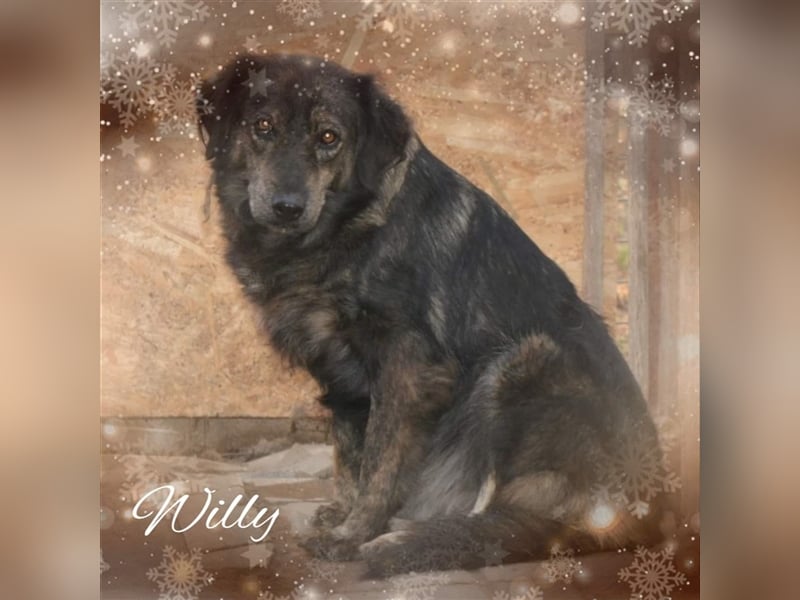 Willi, Mix, Rüde, geb. ca. 02.2018, ca. 55 cm
